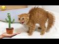 These Funny Pets Are Completely Out Of Control 😂🐶 | Best Animal Fails Ever Online 🤣🔥