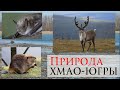 Природа ХМАО-Югры