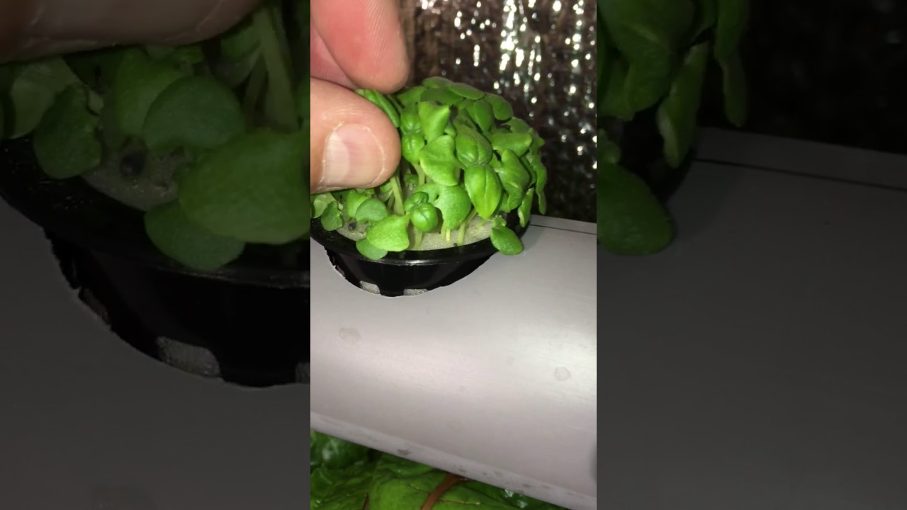 Starting Basil seeds for hydroponic in foam part 3 YouTube