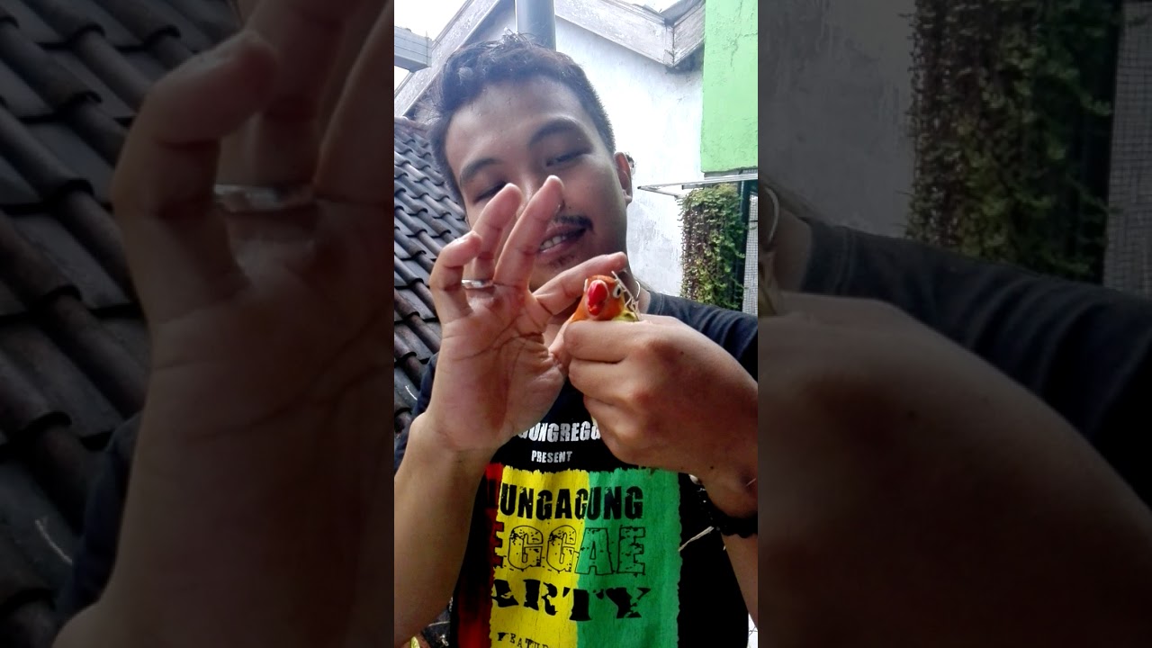 Burung Love Bird Mandi Berenang 