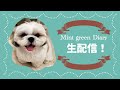 【生配信】週末朝のもこもこシーズー雑談ライブ！令和になって今年で５年目…時が過ぎるのは早いですね…【604日目】