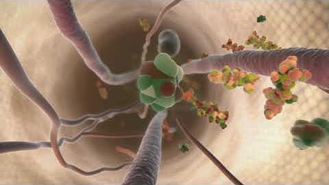 Sensitization: Synaptic Plasticity in the Dorsal Horn