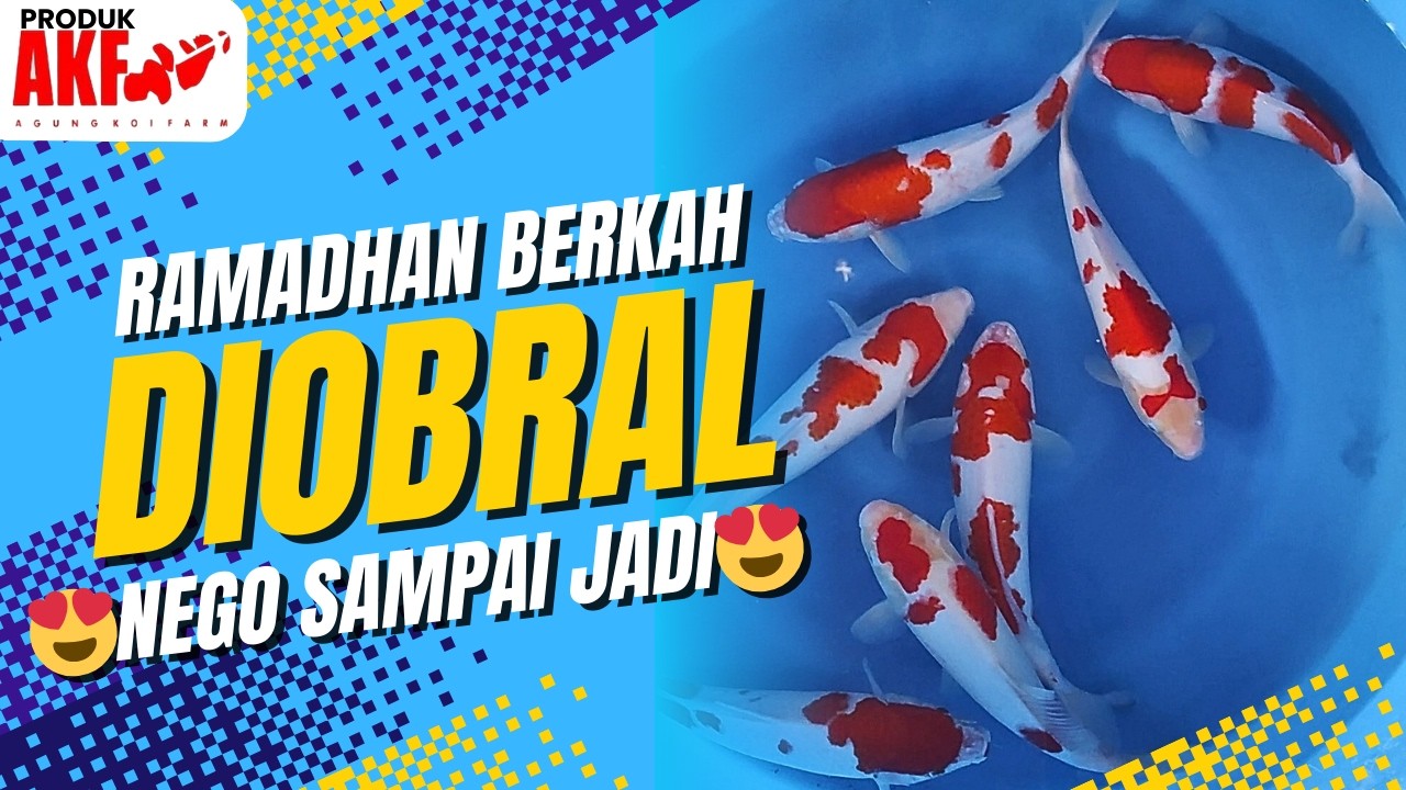 🕌 RAMADHAN BERKAH‼️KOI MELIMPAH‼️DIOBRAL😍 NEGO SAMPAI JADI😍🔥