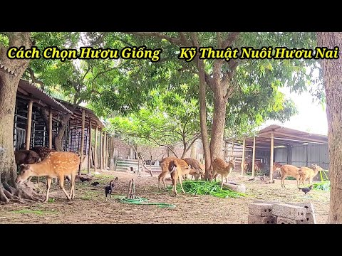 #1 Kỹ Thuật Chăn Nuôi Hươu Sao & Cách Chọn Giống Hươu Sao | Hình Thức Hươu Nai Có Quan Trọng Mới Nhất