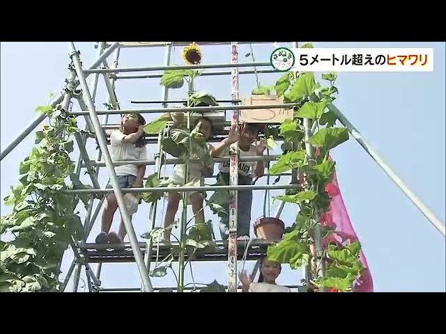 育てたヒマワリは5m超え！天空高く咲かせてギネス世界記録へ…82歳