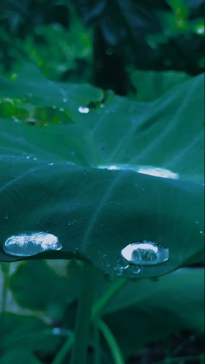 Mentahan Video Hujan Aesthetic | Story Wa, IG 30 Detik | Aesthetic Hujan Turun #ShortsVideo #Hujan