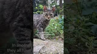 They are all little angels in this chaotic world. #straycat #straycats #cats #catsoftiktok