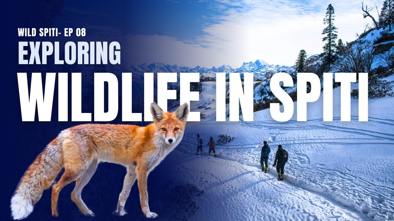 Chasing the Himalayan Red Fox I Wild Spiti- Ep 08