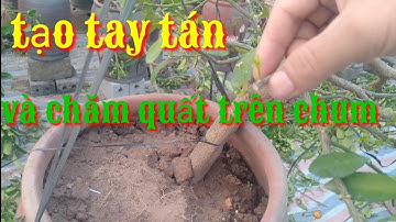 chăm sóc quất thời kỳ tạo tay tán trên dù-thống, trồng và chăm sóc quất bonsai
