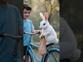 Funny Rabbit And Cycle Shorts Laugh Clap 