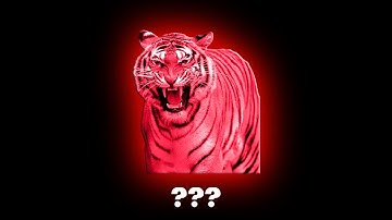 20 "Tiger Roaring" Sound Variations in 60 Seconds I Ayieeeks