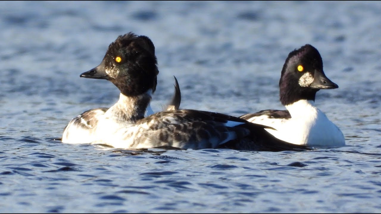 Garrots à oeil d'or 👁/ Common Goldeneye 👁 