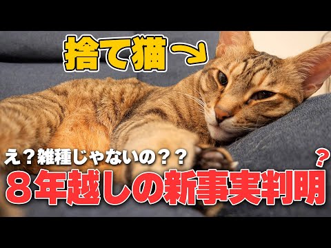 ベルト　捨て猫 信頼していた餌やりさんから捨てられ心に傷を負っていた猫の変化 YouTube - 小物