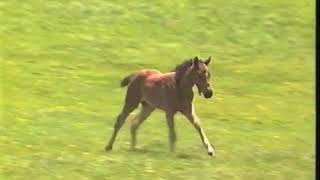 Winning Post EX - Intro screenshot 1