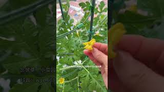 How to Pollinate Watermelons on a Balcony - Easy DIY Guide