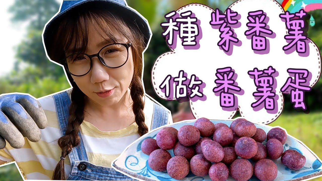 【靜晶日記 243】【小屋物語 Part 8！種紫番薯做番薯蛋薯圓！靜晶廚房｜sweet potato｜Garden｜Tiny House｜Malaysia｜馬來西亞】