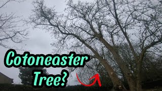 Solo Tree Removal | Large Cotoneaster by Tpott's Trees 662 views 2 months ago 10 minutes, 40 seconds