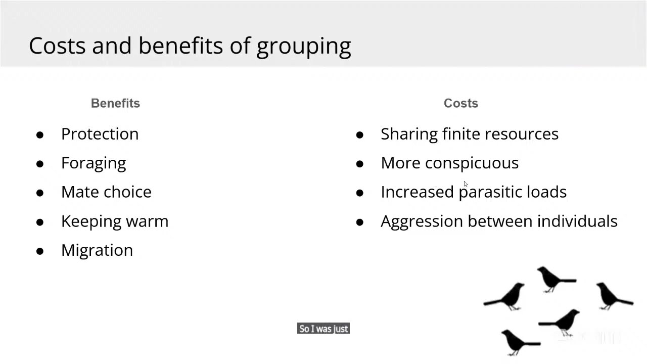 Mixed species flocks