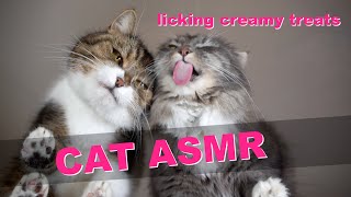 Cats licking creamy treats on glass table [ Mukbang Cat ASMR ]