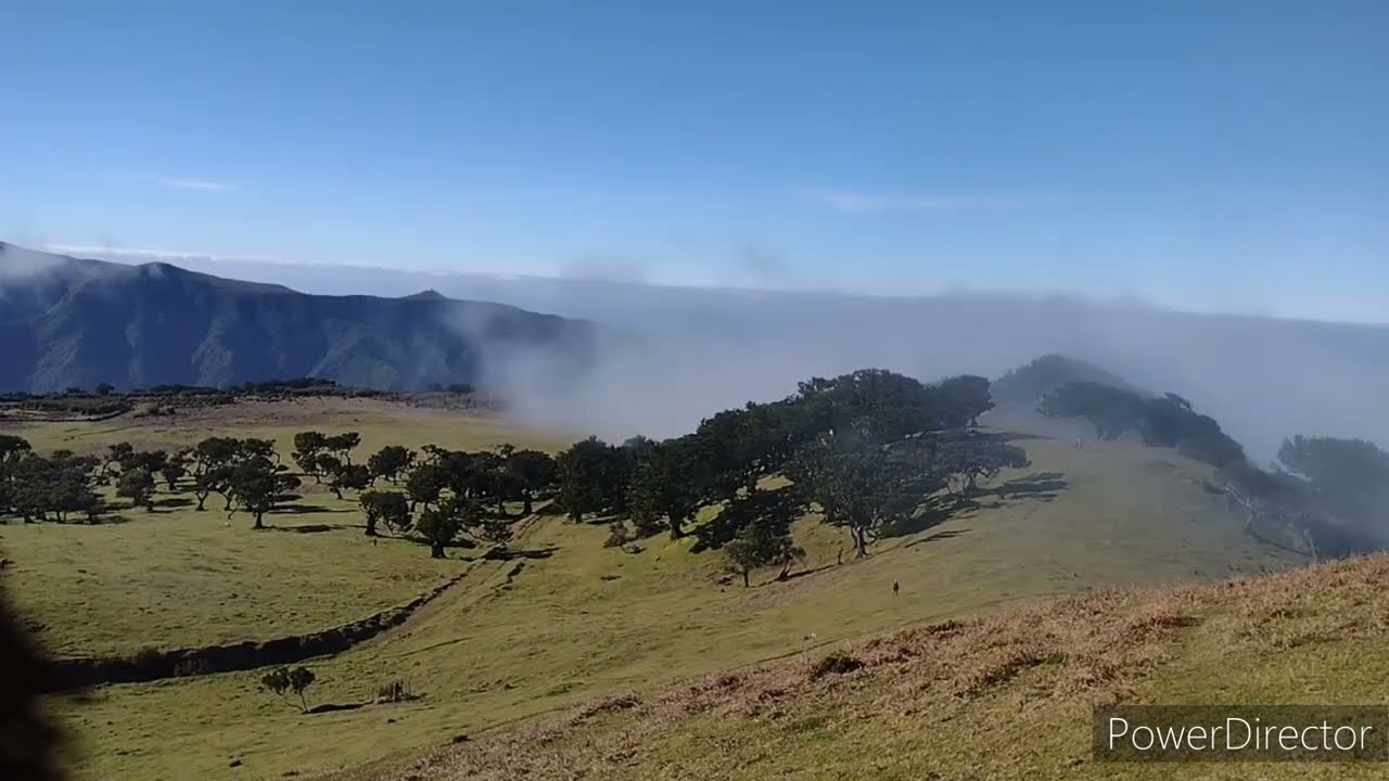 Madeira’s original laurisilva forest at Fanal from clear to fog in no time