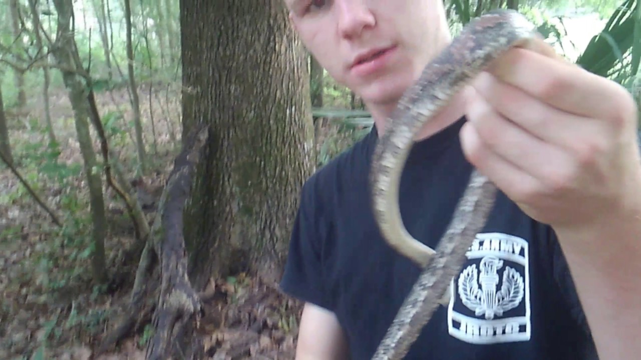 camera iphone 8 plus apk Texas rat snake
