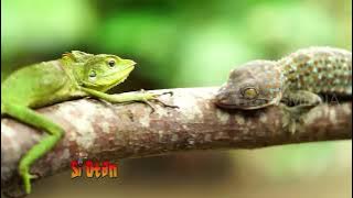 Tau Gak Sih Bunglon Akan Berubah Warna Kalau Strees! | SI OTAN (06/07/20) PART 4