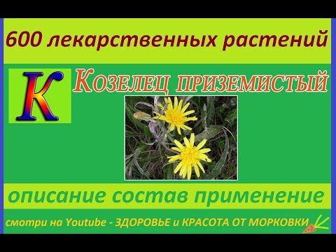 козелец приземистый 600 лекарственных растений