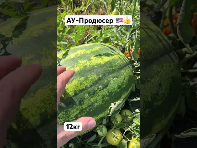 АУ-Продюсер Innova Seeds 🍉🇺🇸👍 якісне насіння запорука успіху