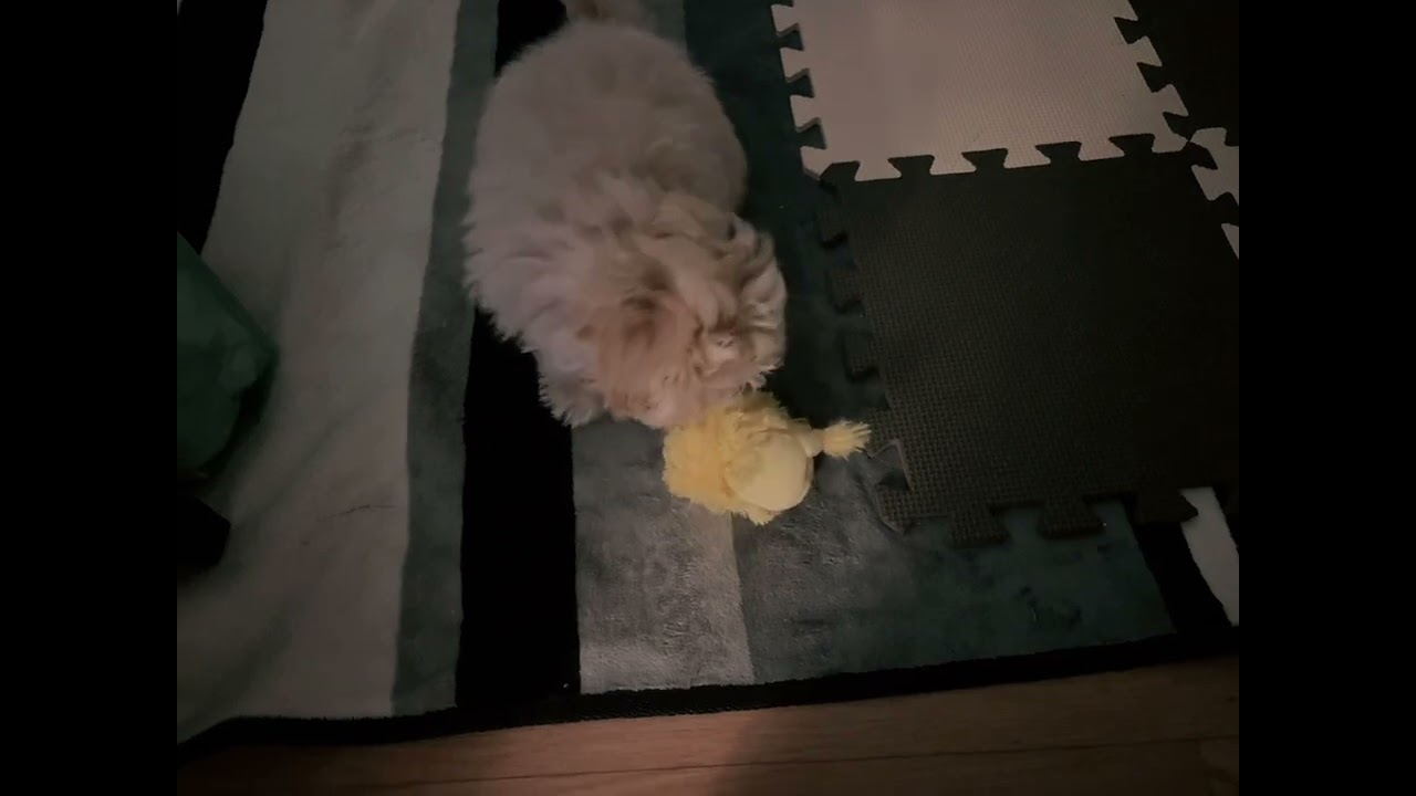 大喜び🐶子犬マルプーの男の子におもちゃをあげてみた