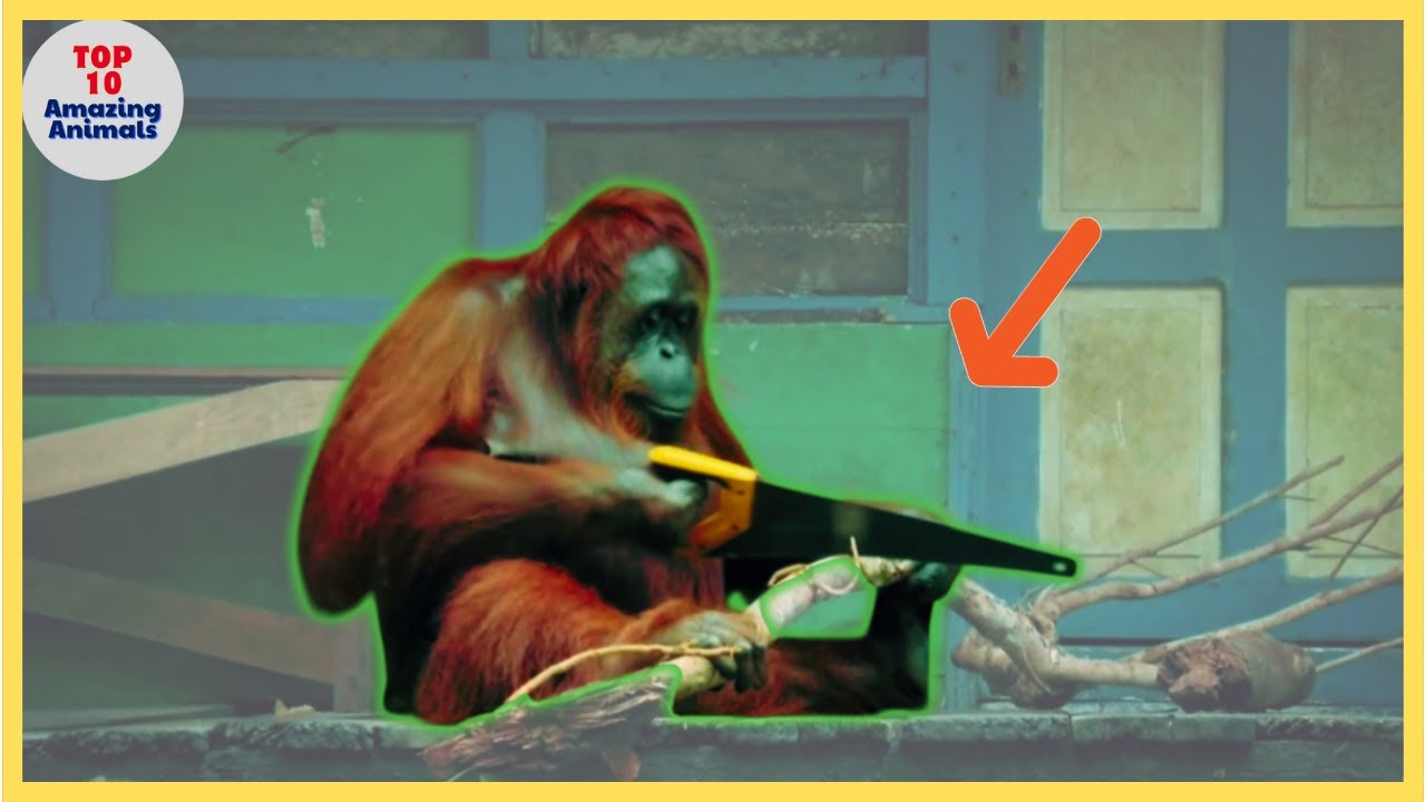 TOP 10 Animal Geniuses: Masters of Tool Use in the Wild