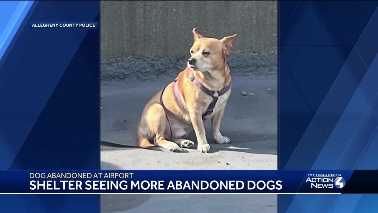 Shelter seeing more abandoned dogs as dog left at Pittsburgh ...
