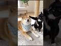 猫パンチ