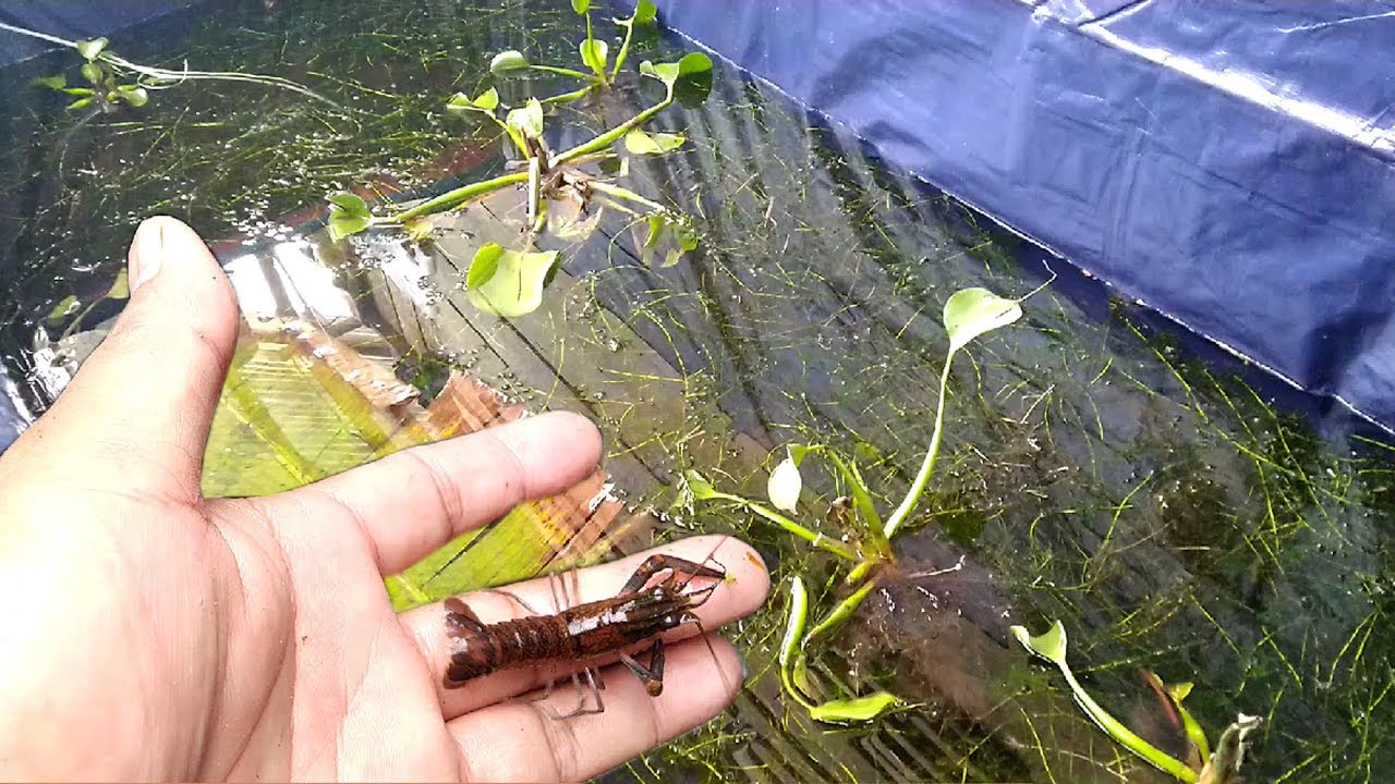 Persiapan Kolam LOBSTER AIR TAWAR, Ini yang Harus DILAKUKAN 