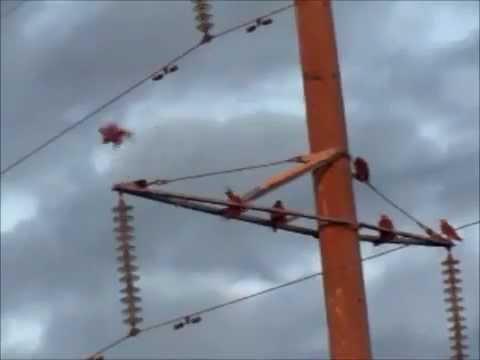 طيور كازاخستان