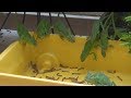 Chameleons Eating With Yoshi Sounds Chameleons Eating With Yoshi Sounds