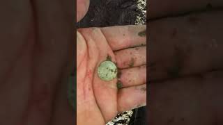 Bucket lister found metal detecting in oregon