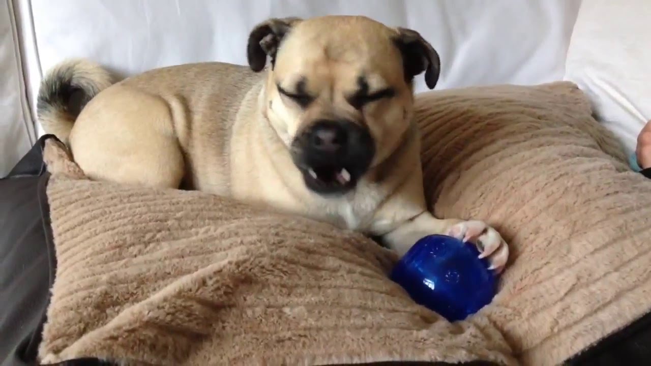 How Big Do Jug Puppies Grow