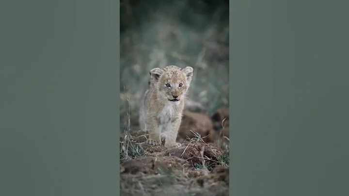lion cub calling his for mother