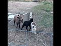 Lambs on the run