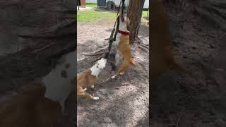 Simba Pocket Bully On Those With Lu Smoke Apbt