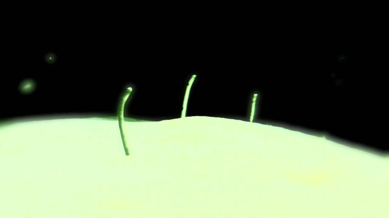 It's Tulip Season - Ryan Driver