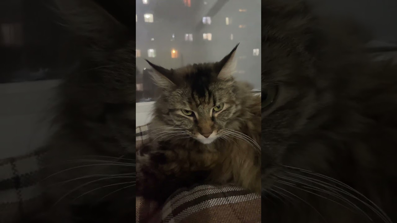 Это Анфиса! Нельзя обижать 