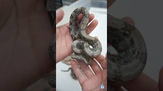 ¡Estas bebés Boa están increíbles! - El Terrario Feliz #shorts #snake #foryou