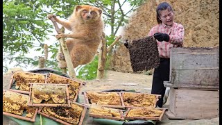 The process of exploiting wild honey for propagation- mingling with nature episode 15 - ha thi muon