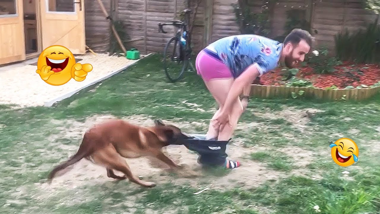 I’m 99.9% SURE You WON’T STOP LAUGHING 🤣 Funny Dog Moments 2025 #38