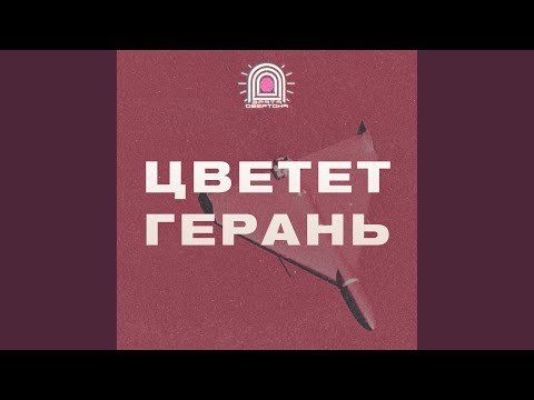 Видео: Цветет герань