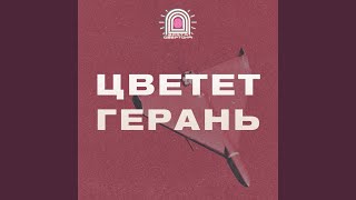 Цветет герань