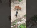 New puppy play                               #new #funny #shorts #shortsviral #shortsfeed