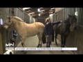 Animaux  le fjord un cheval du nord bien en alsace