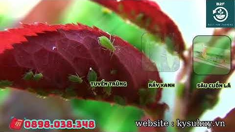 ROFOS 666 – THUỐC ĐẶC TRỊ RỆP SÁP, TUYẾN TRÙNG, NHỆN ĐỎ hotline: 0345.37.88.39